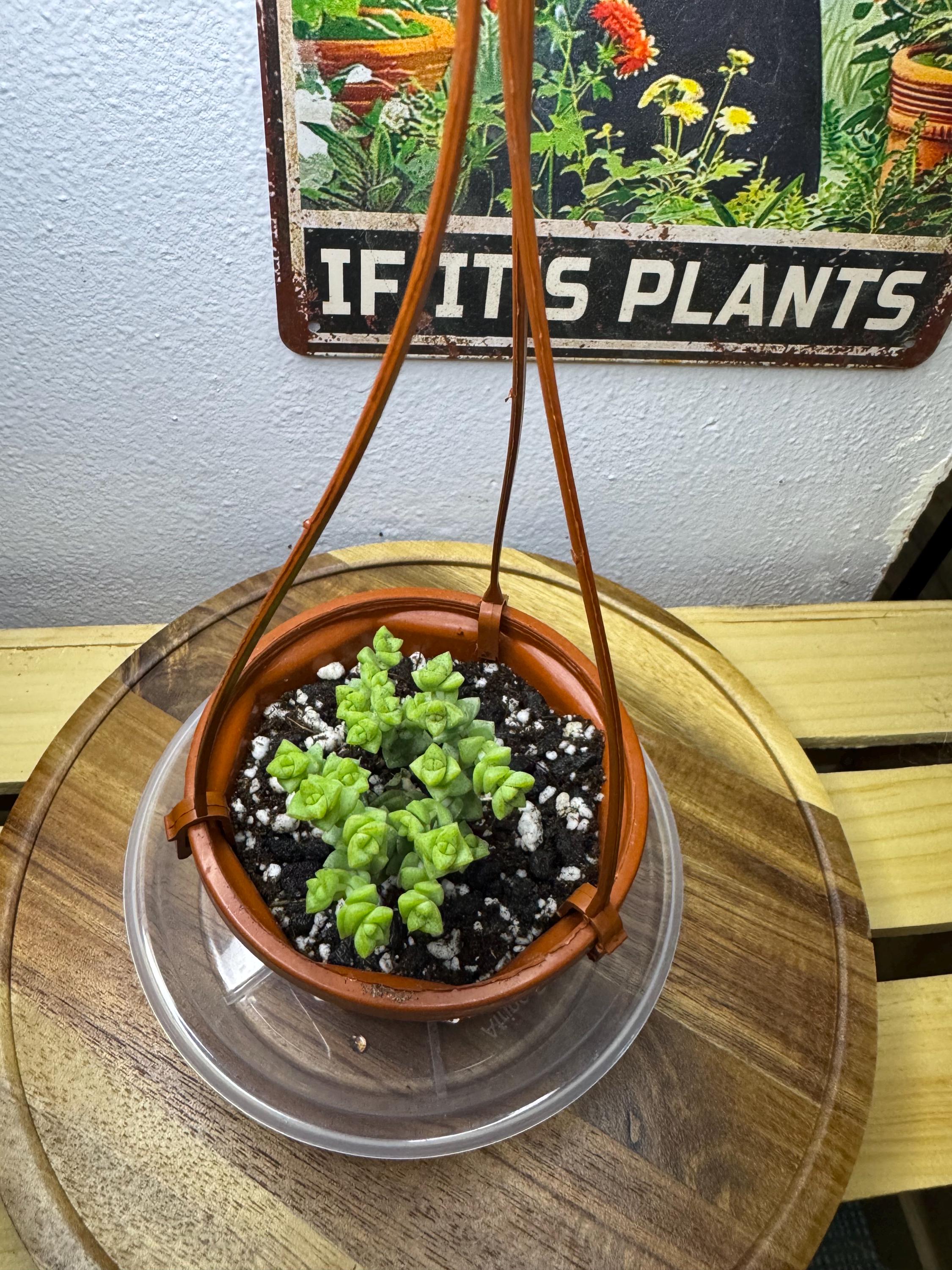 Crassula marnieriana | Jade Necklace | Succulent in Clear Nursery Pot