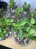 Crassula ovata | Jade Plant | Starter Succulent in 2.5” Clear Nursery Pot