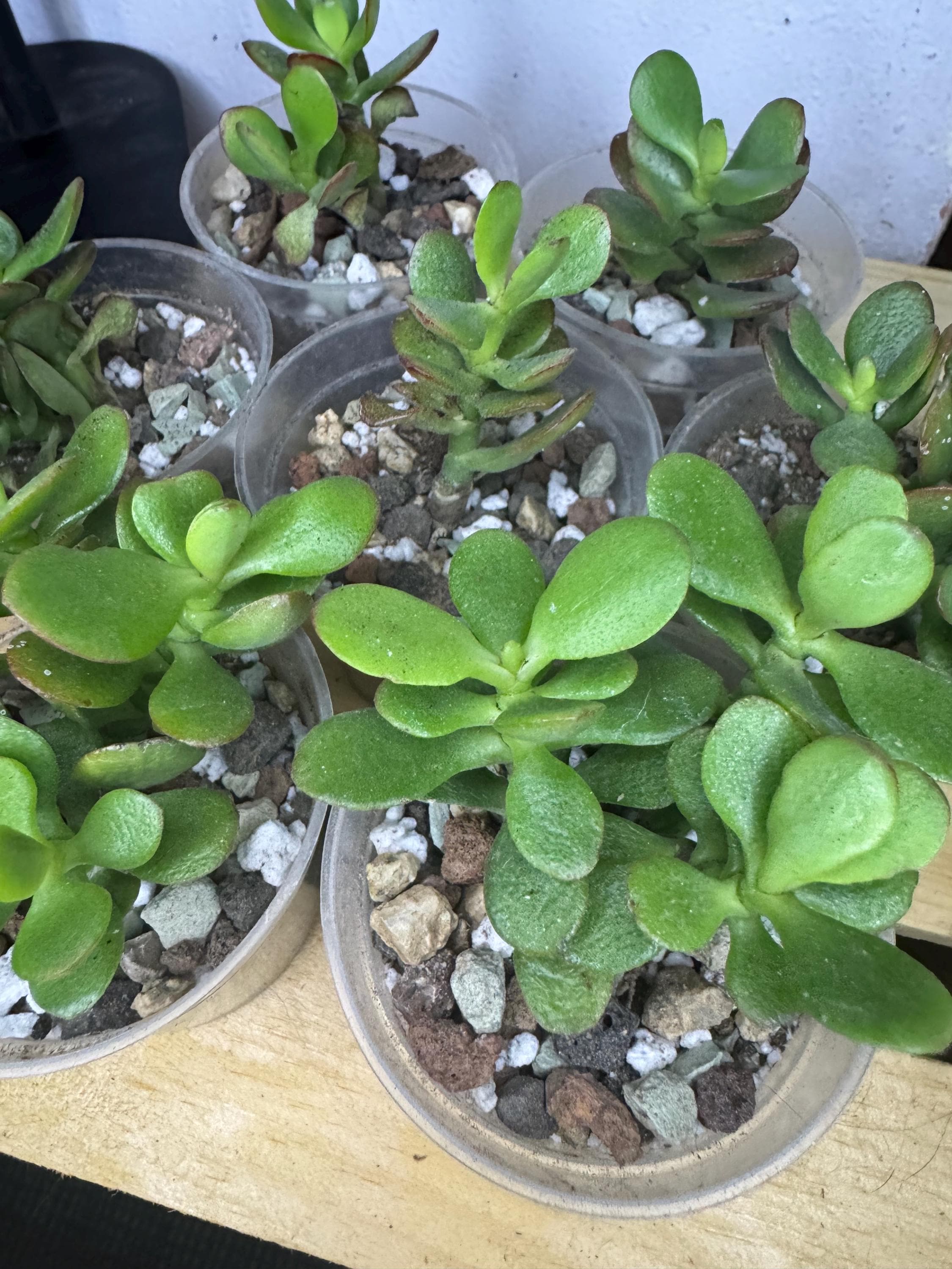Crassula ovata | Jade Plant | Starter Succulent in 2.5” Clear Nursery Pot