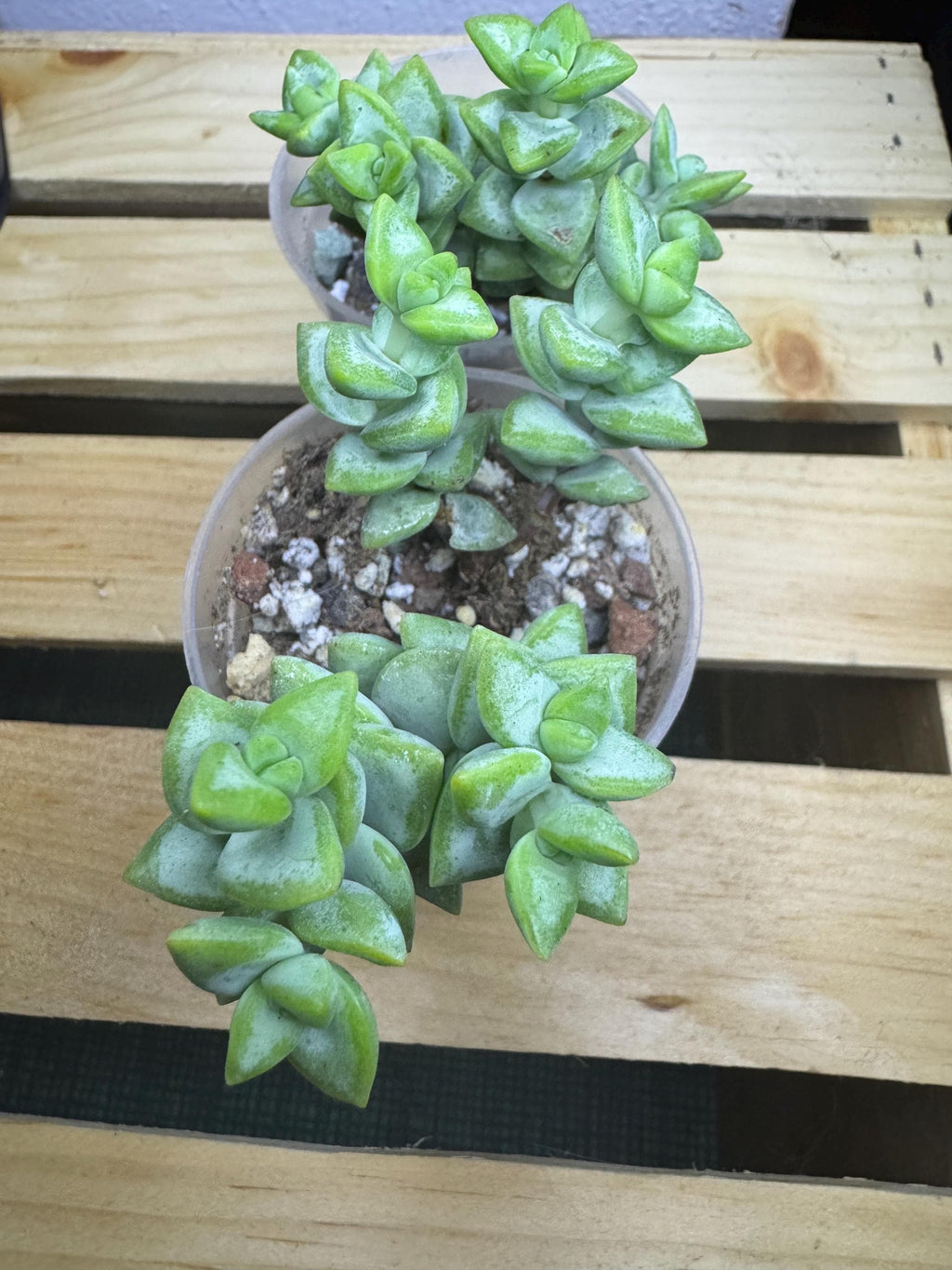 Crassula perforata | String of Buttons | 2 versions - Variegated and Non-variegated | Succulent in Clear Nursery Pot