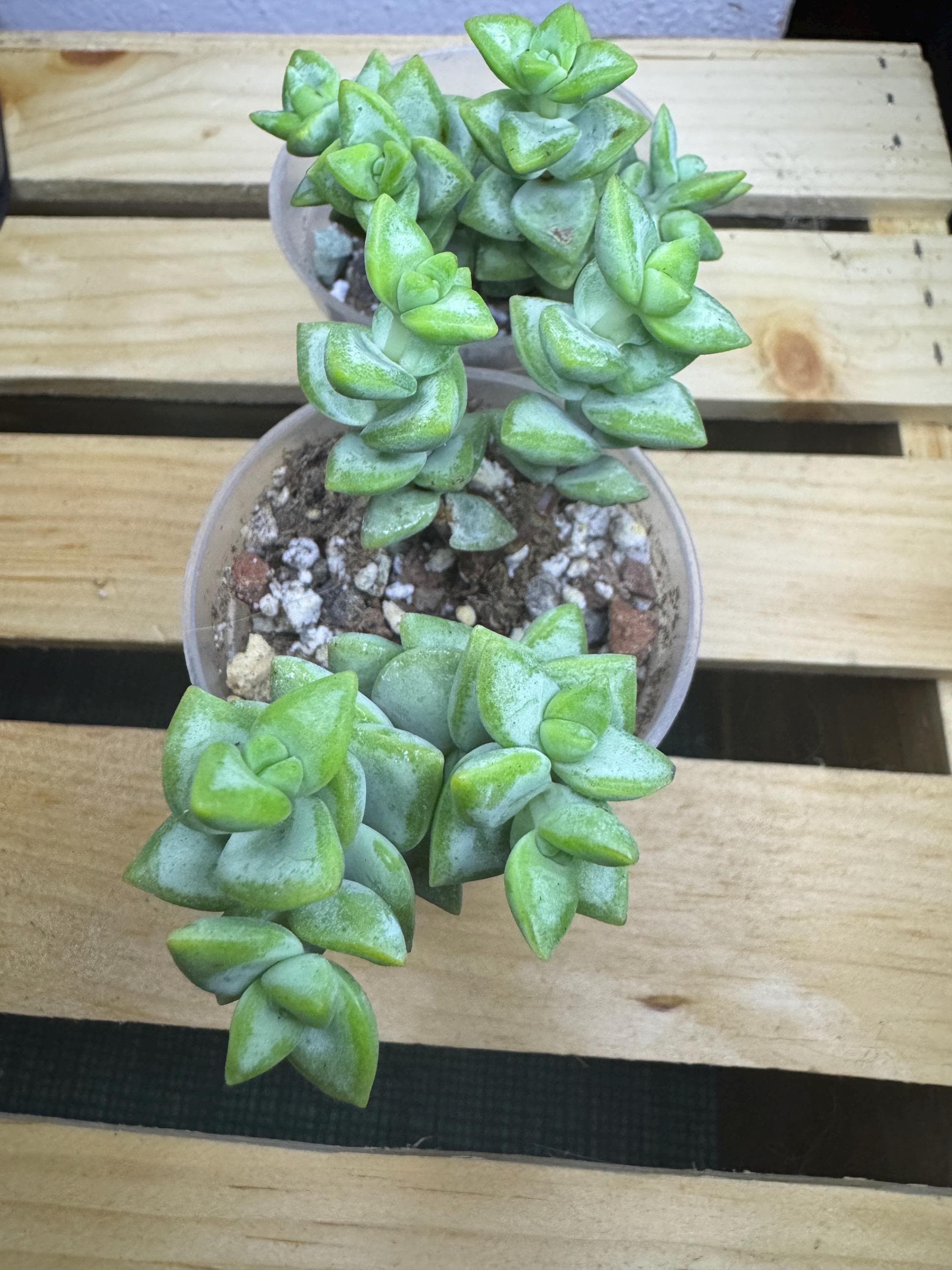Crassula perforata | String of Buttons | 2 versions - Variegated and Non-variegated | Succulent in Clear Nursery Pot