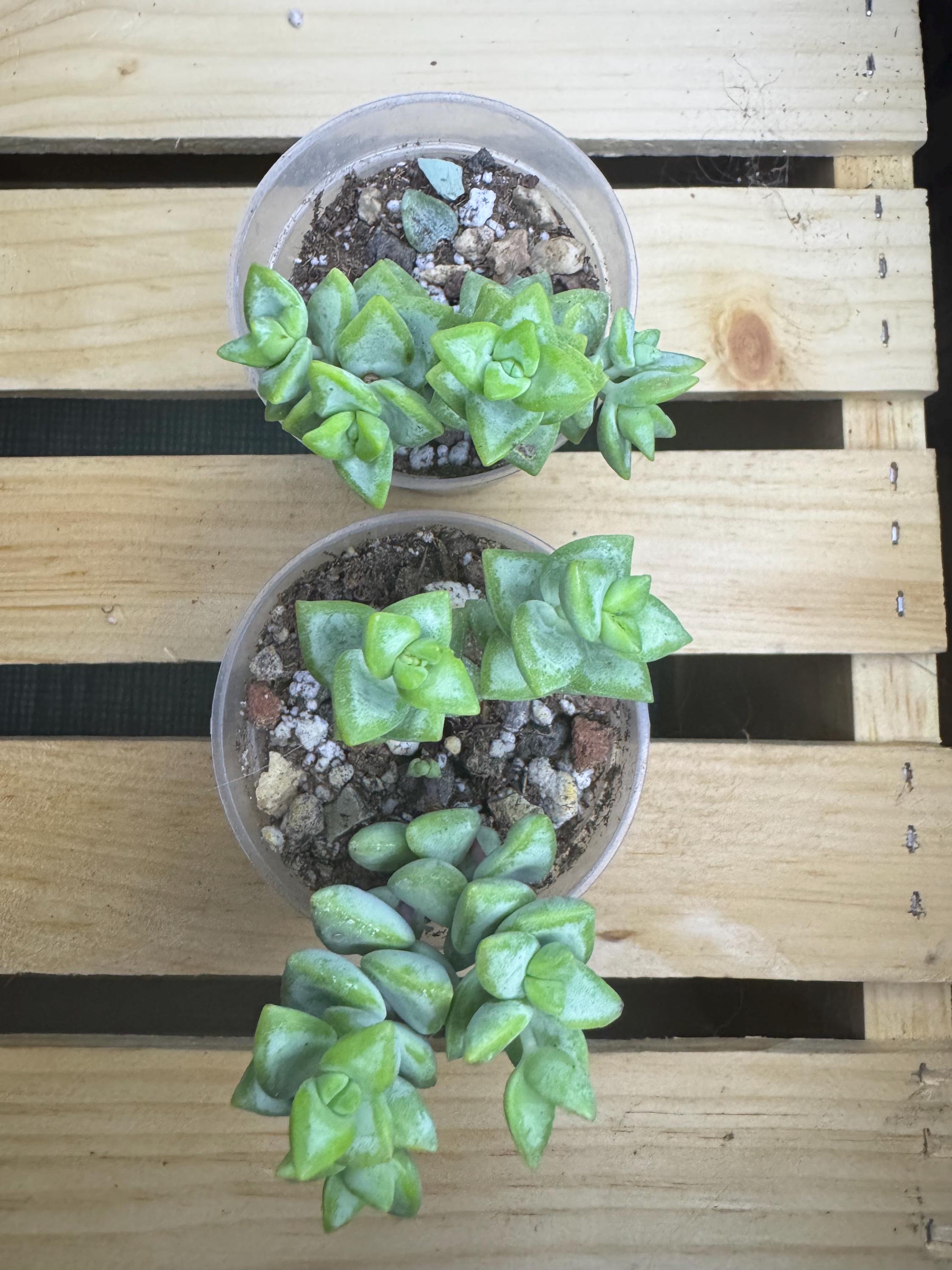 Crassula perforata | String of Buttons | 2 versions - Variegated and Non-variegated | Succulent in Clear Nursery Pot