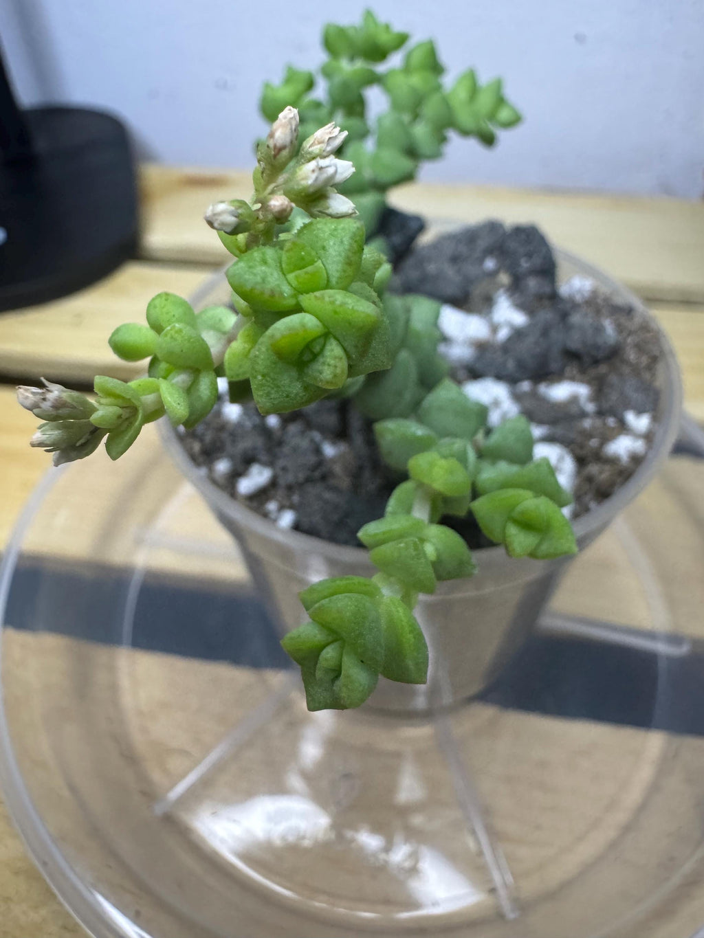 Crassula marnieriana | Jade Necklace | Succulent in Clear Nursery Pot