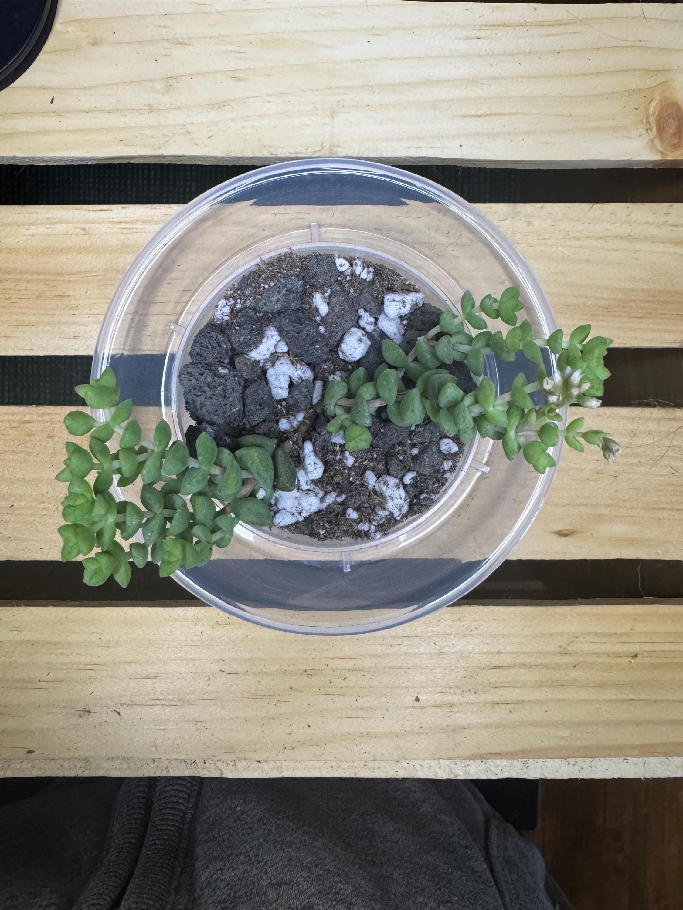 Crassula marnieriana | Jade Necklace | Succulent in Clear Nursery Pot