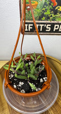 Othonna capensis | Ruby Necklace | 3” Hanging Basket