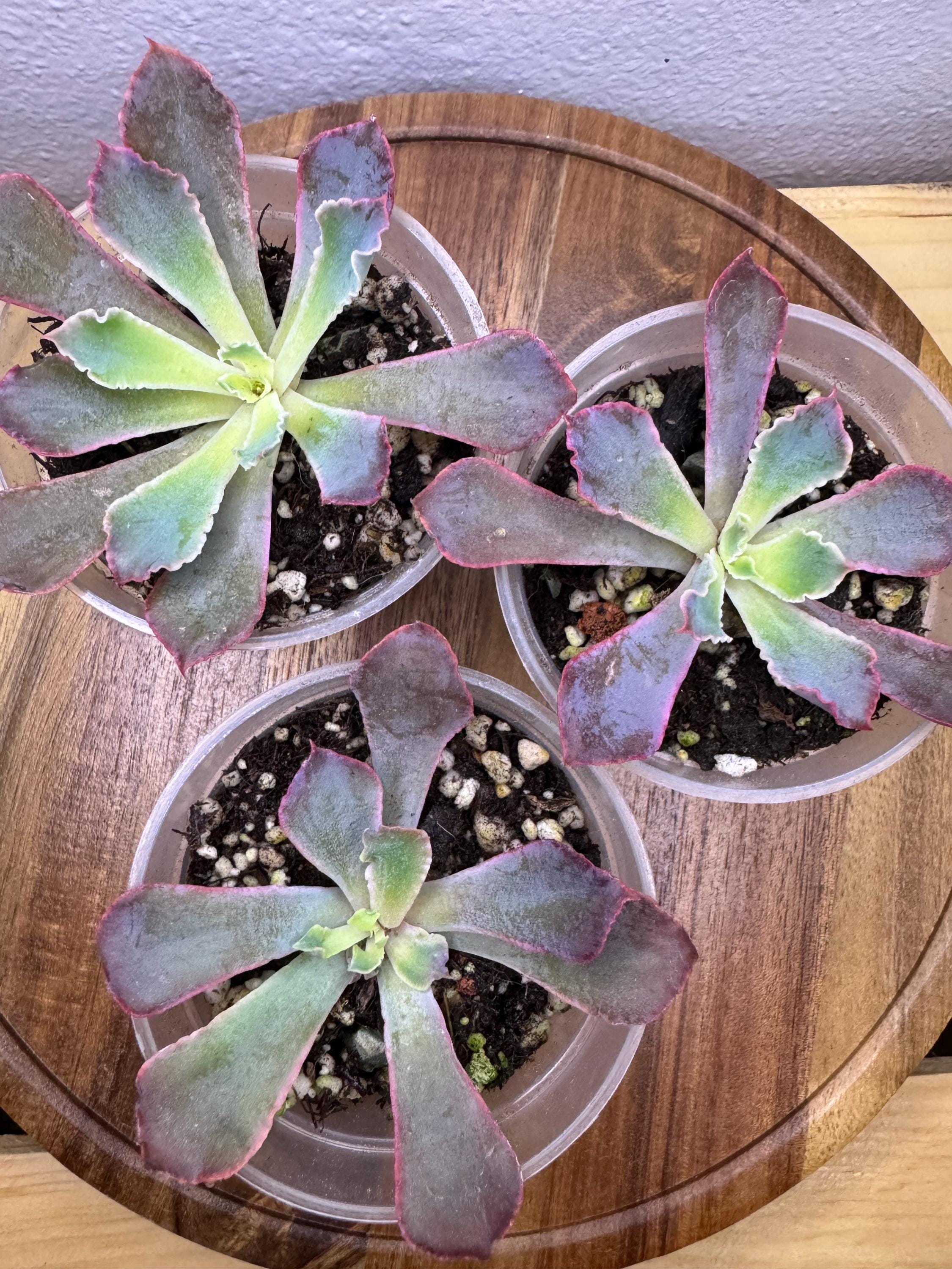 🌿 Option #2 – Pink-Edged Echeveria-Type Succulent

This colorful succulent shows off pastel green leaves with naturally blushed pink edges. The foliage grows in a wide, open rosette and develops brighter pink tones with strong light. A stunning accent plant for any succulent lover.
✨ Pet safe.