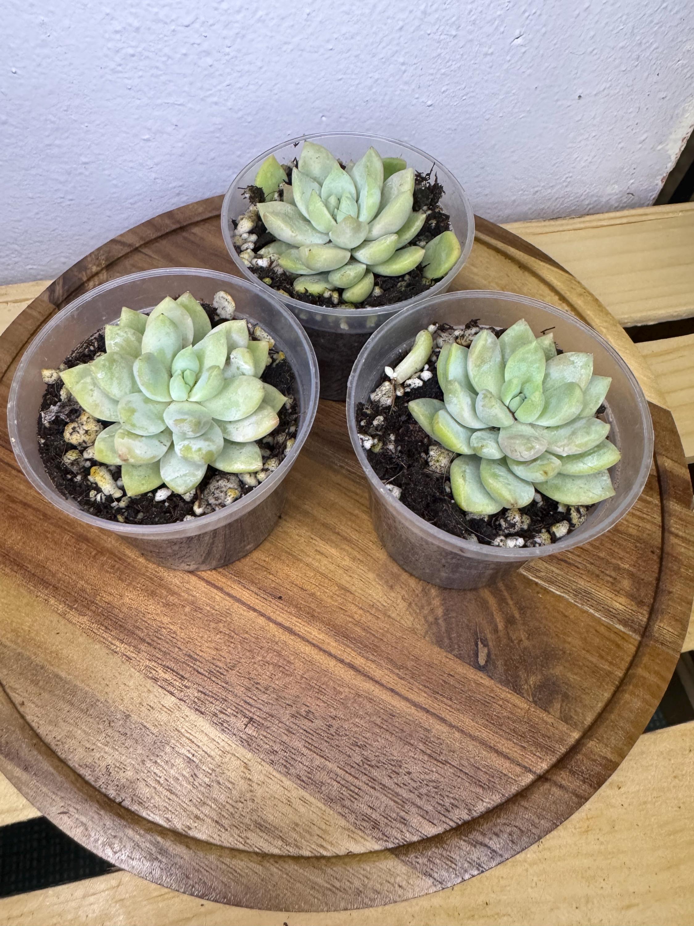 🌿 Option #3 – Pale Green Echeveria-Type Succulent

A soft, pale-green rosette with plump, rounded leaves dusted in a natural powdery coating. Its compact growth habit makes it ideal for gifts, small pots, or adding contrast to a mixed succulent planter.
✨ Pet safe.