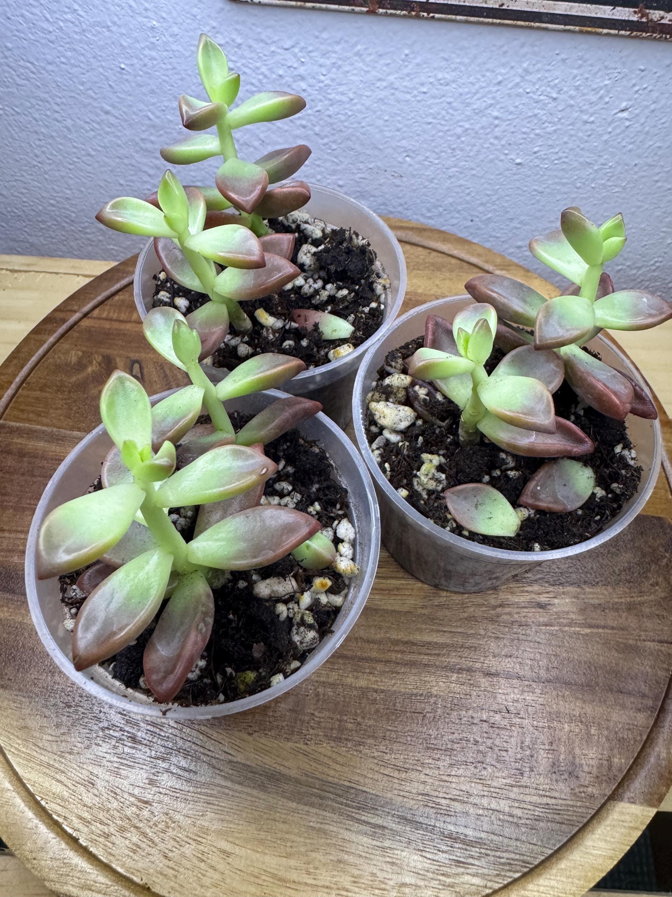 Graptosedum ‘Bronze’ | Cute Rosy Succulent for Any Space