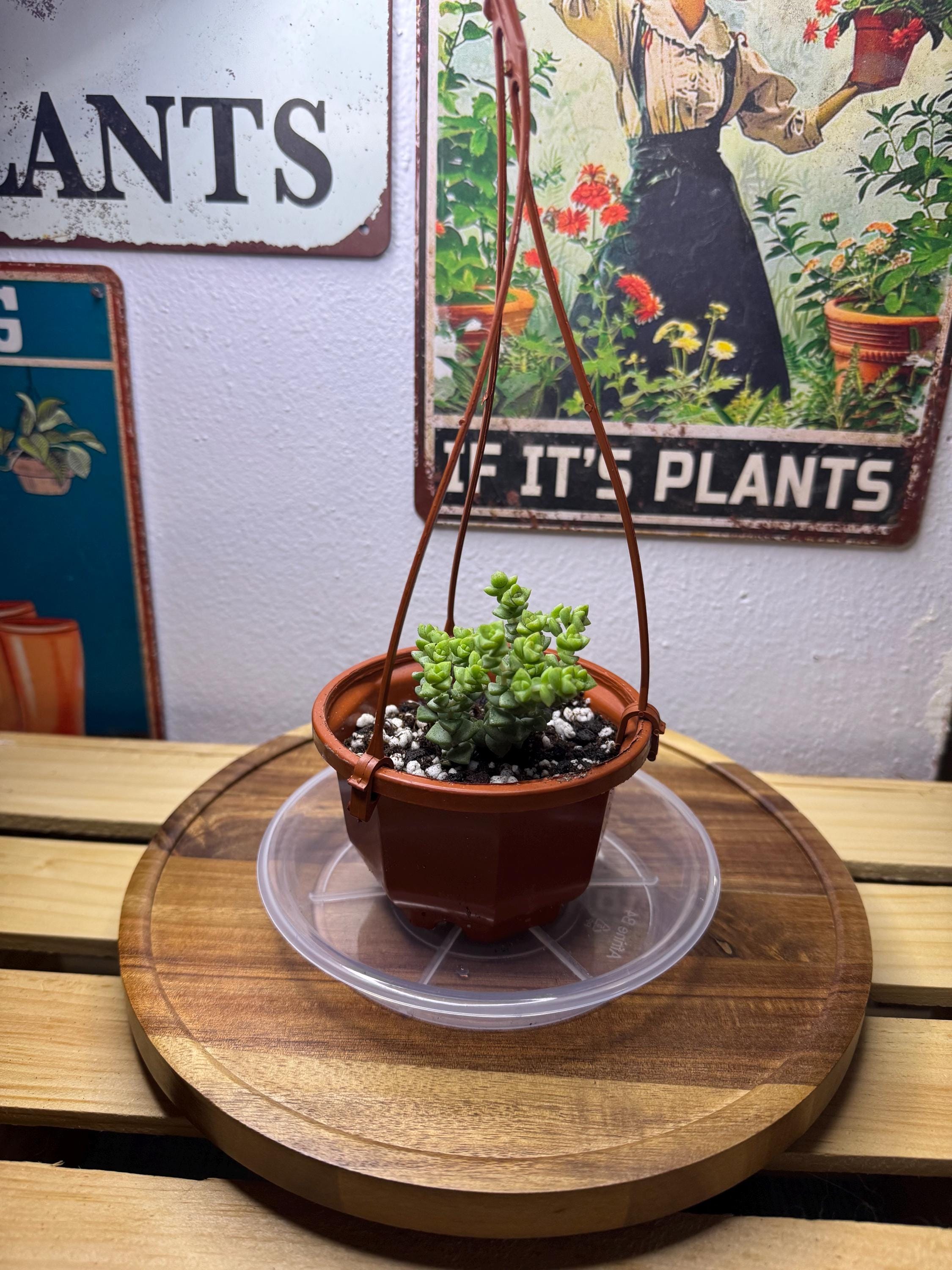 Crassula marnieriana | Jade Necklace | Succulent in Clear Nursery Pot